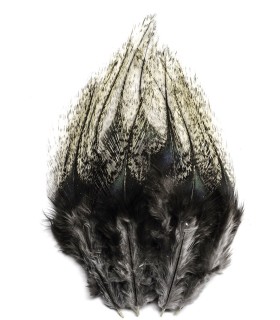 Lancettes de Pardo claire