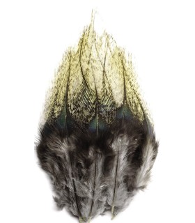 Lancettes de Pardo moyen