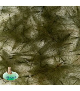 Cul de Canard Olive Foncé