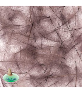 Cul de Canard Gris Brun