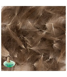 Cul de Canard Sauvage Gris naturel