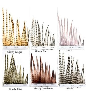 Hackles génétic Devaux