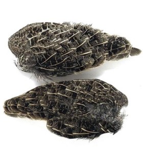 Aile de perdrix grise