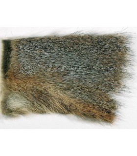 Ecureuil gris sur peau