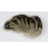 Flanc de cane petites plumes