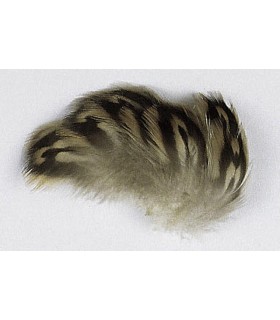 Flanc de cane petites plumes