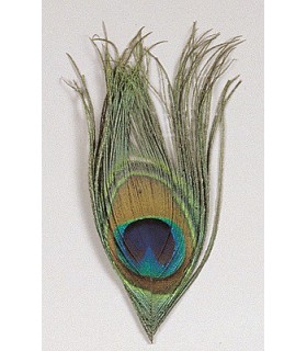 Oeil de paon naturel