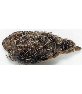 Aile de perdrix grise