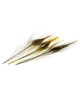 Oeil de paon ébarbé teint